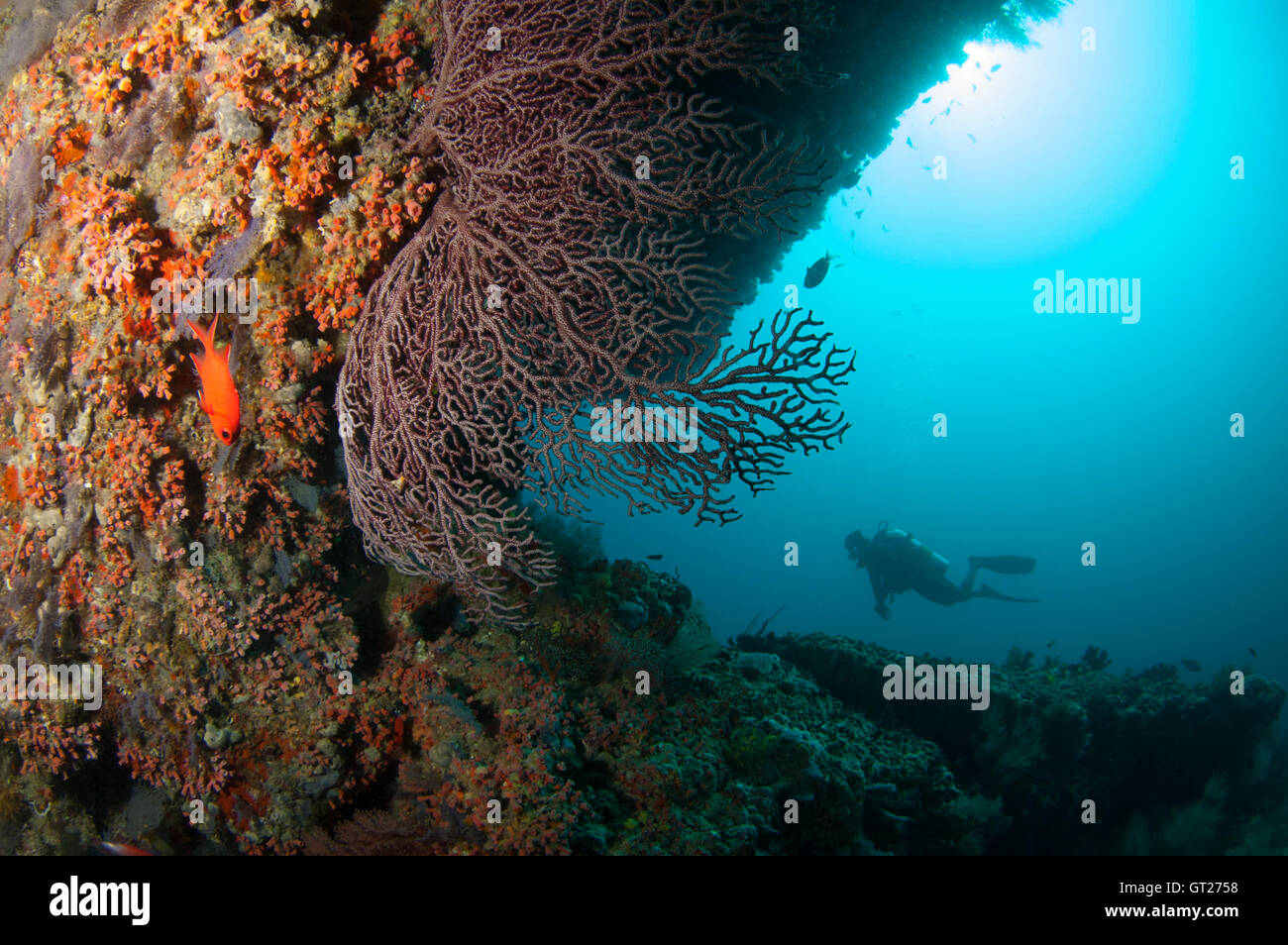 Gorgonian fan coral with diver silhouette at Kuda Rah Thila, Maldives Stock Photo