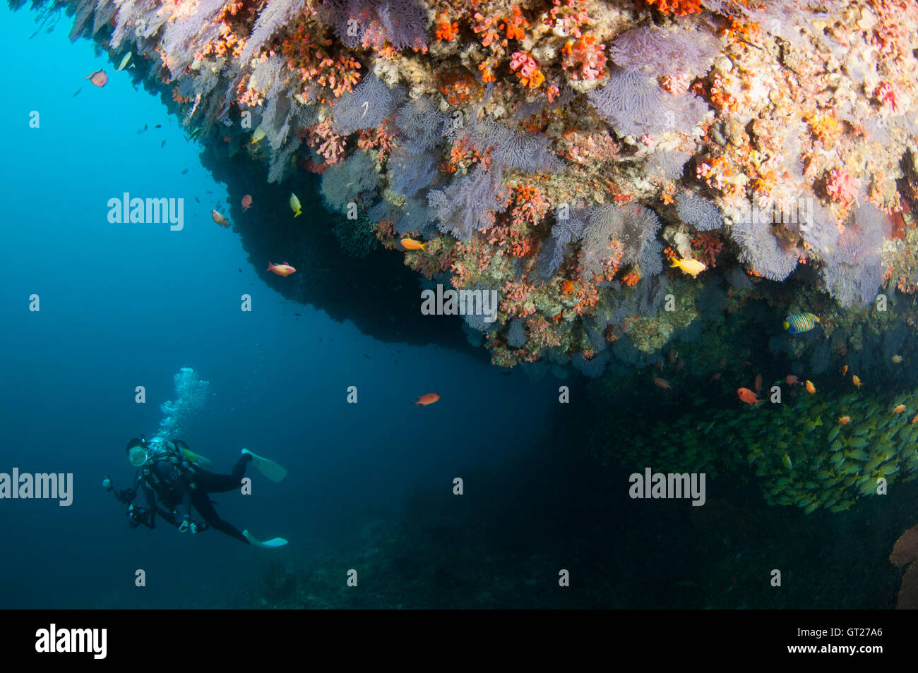 Photographer diving along an overhang with colourful soft corals at Kuda Rah Thila Stock Photo