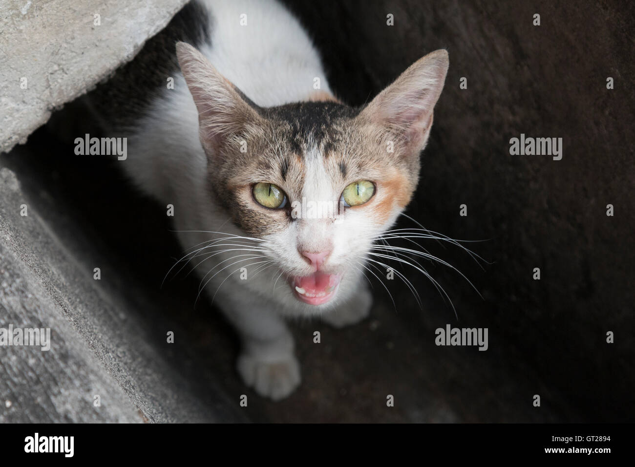 Stray cat seen in Georgetown, Penang, Malaysia Stock Photo
