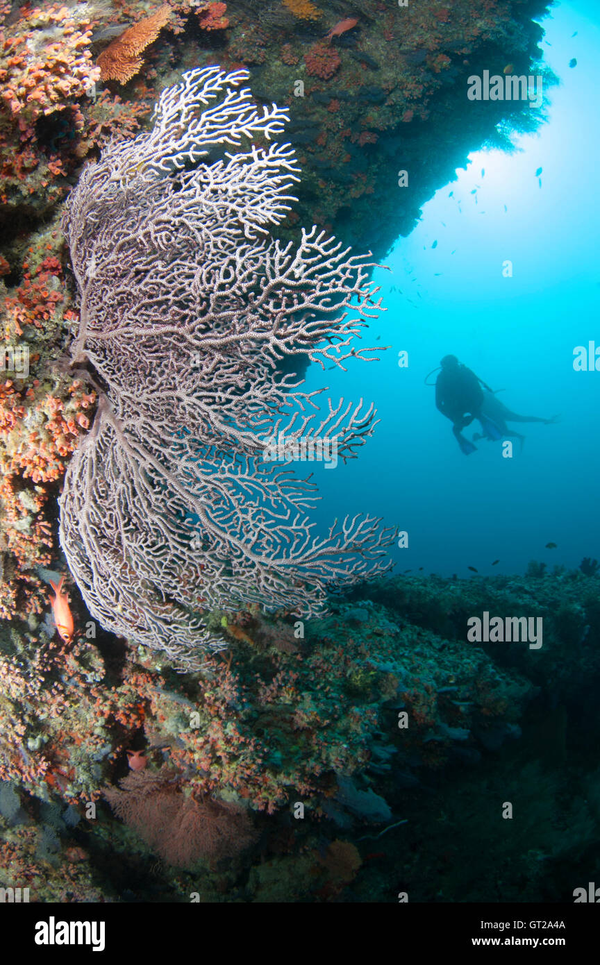 Purple coloured gorgonian fan coral and diver at Kuda Rah Thila Stock Photo