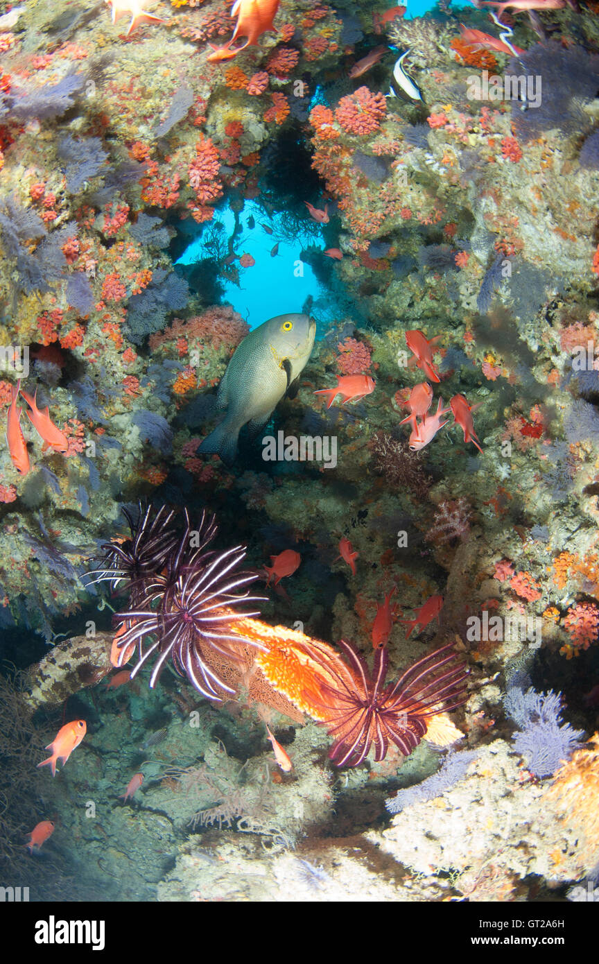 Small opening through a reef wall with colourful marine life. Stock Photo