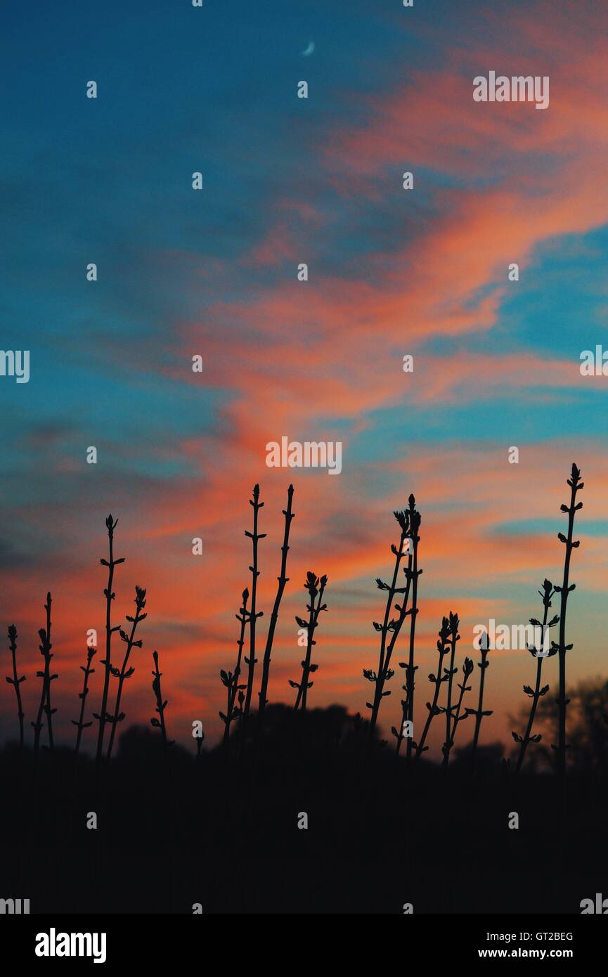 Sunsets and silhouettes Stock Photo Alamy