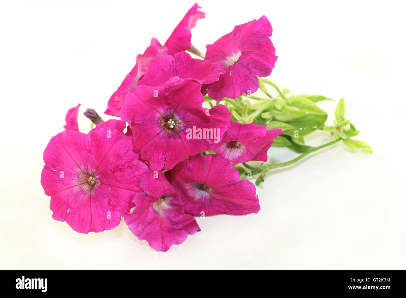 Petunia Stock Photo