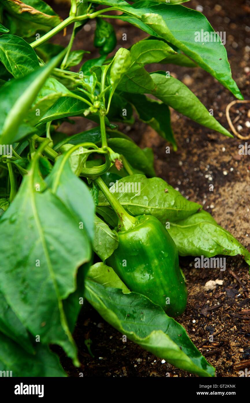Chili Pepper Growing in a Garden Stock Photo - Alamy