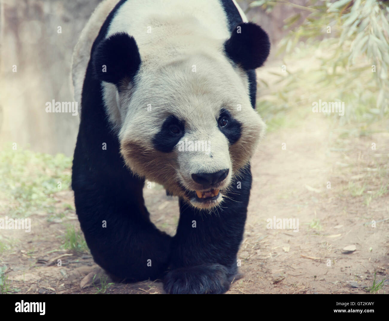 Giant Panda Bear walking in the woods Stock Photo