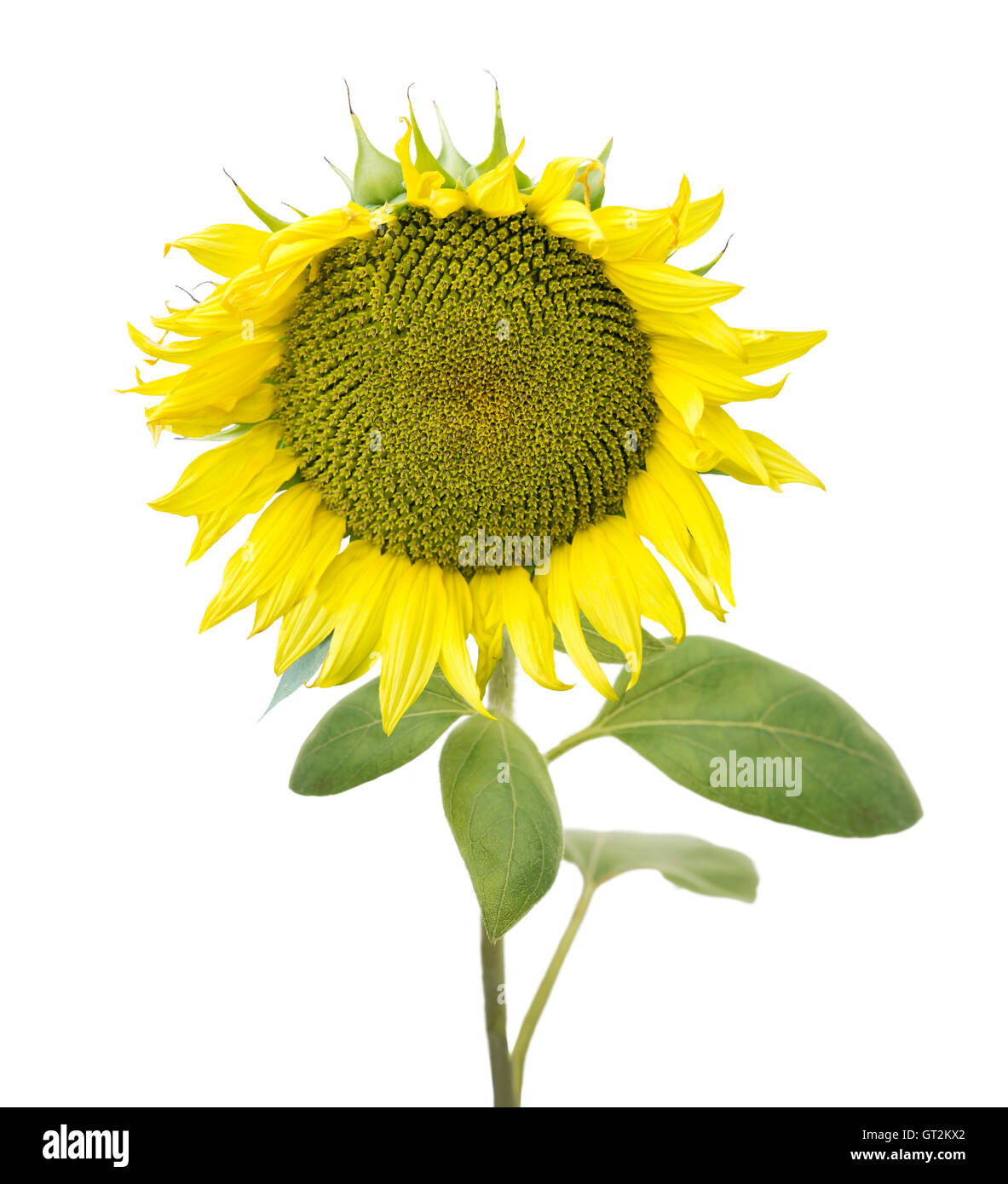 Sunflower isolated on white background Stock Photo - Alamy