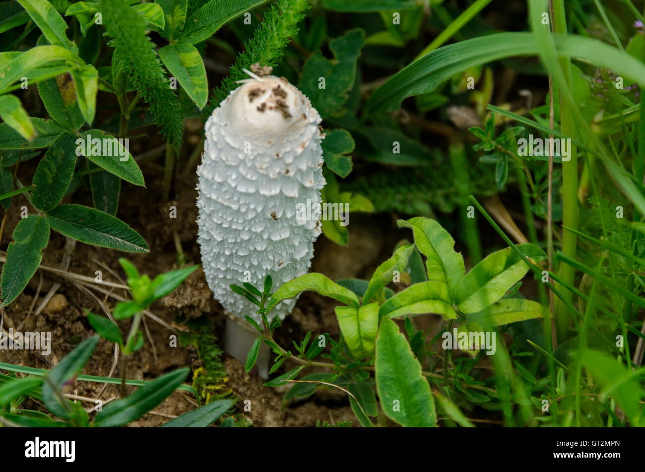 Coprinus comatus edible mushroom in Vitosha mountain at spring, Bulgaria Stock Photo