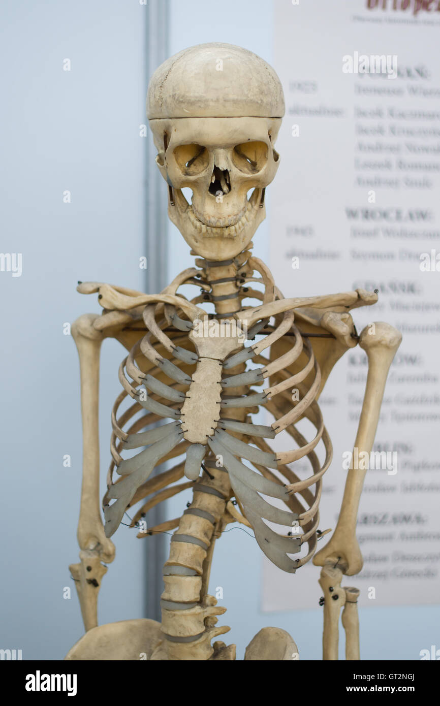 artificial human skeleton Stock Photo