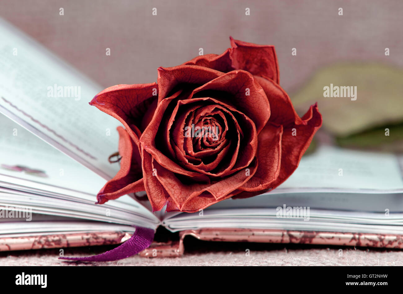 Open book with red rose hi-res stock photography and images - Alamy