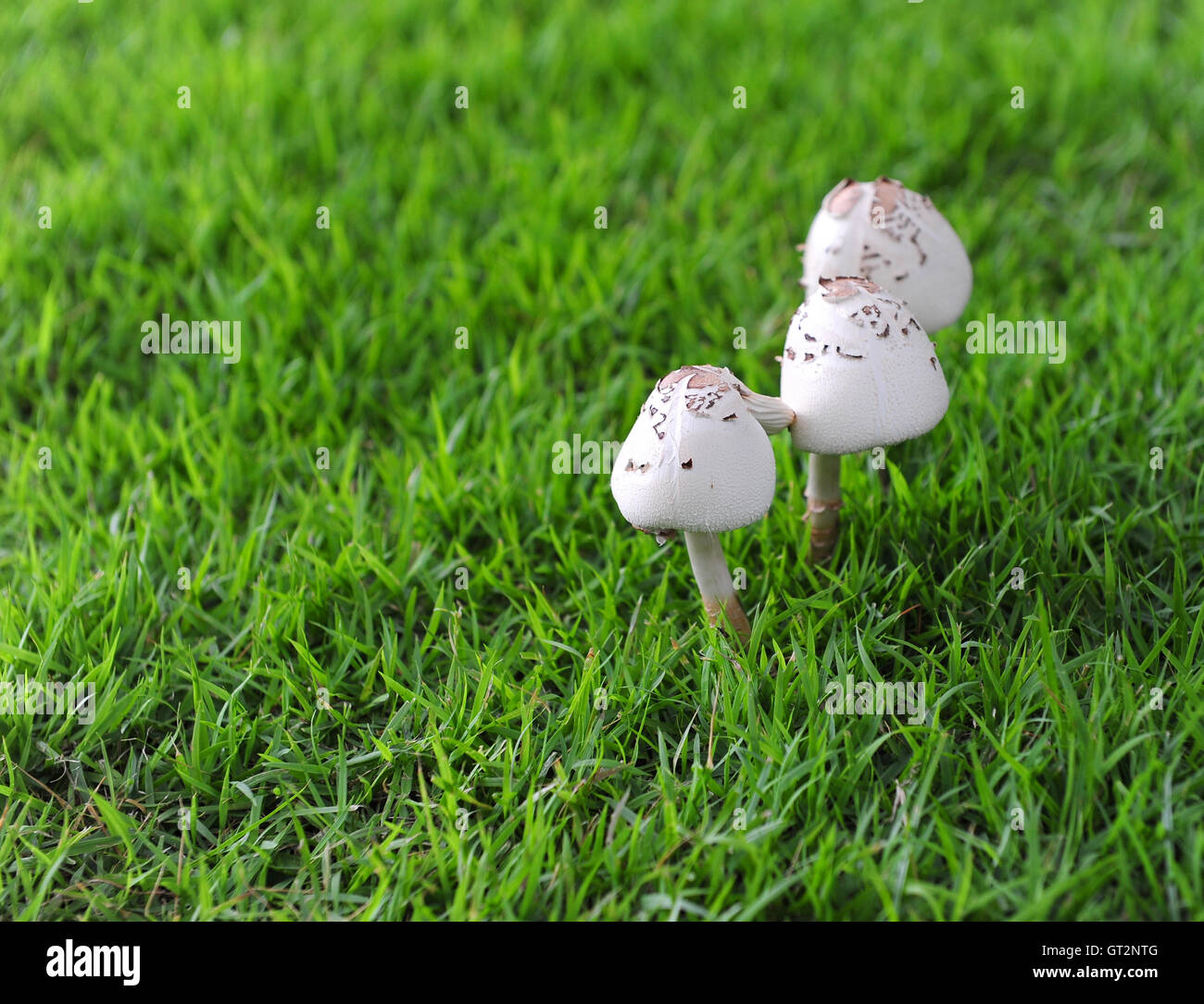 Mushroom bed hires stock photography and images Alamy
