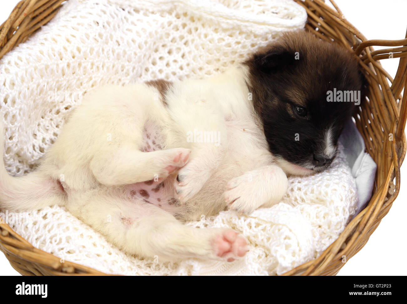 little puppy sleeping in basket Stock Photo - Alamy