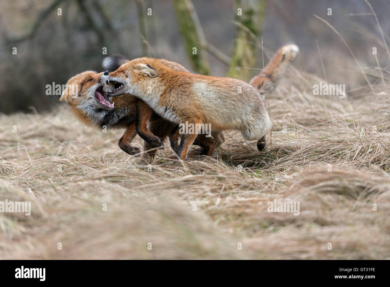 Red Foxes / Rotfuechse ( Vulpes vulpes ) running next to each other, chasing, fighting, biting, showing territorial behavior. Stock Photo