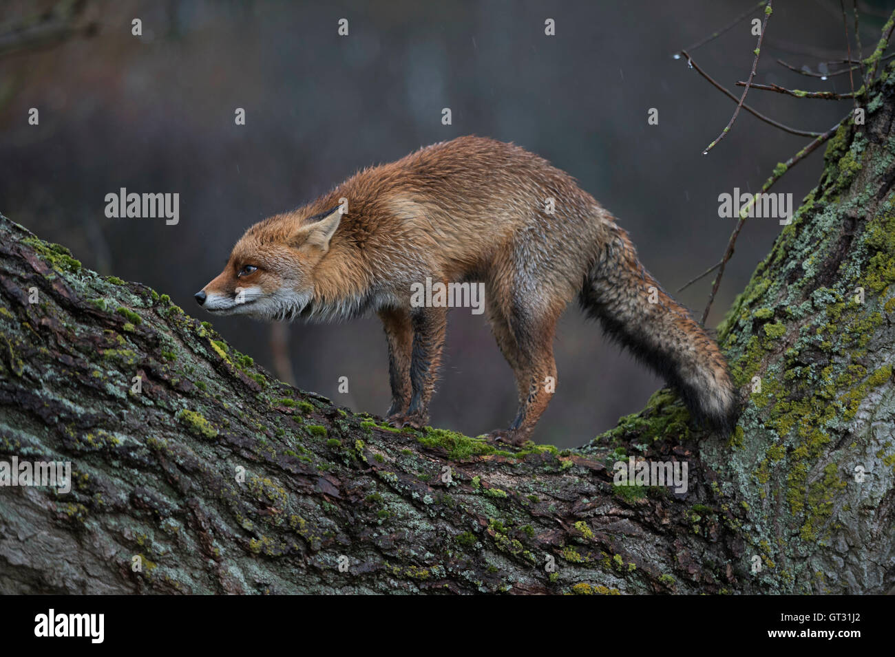 Red Fox / Rotfuchs ( Vulpes vulpes )  in funny pose, standing on a tree trunk, rainy day at dusk. Stock Photo