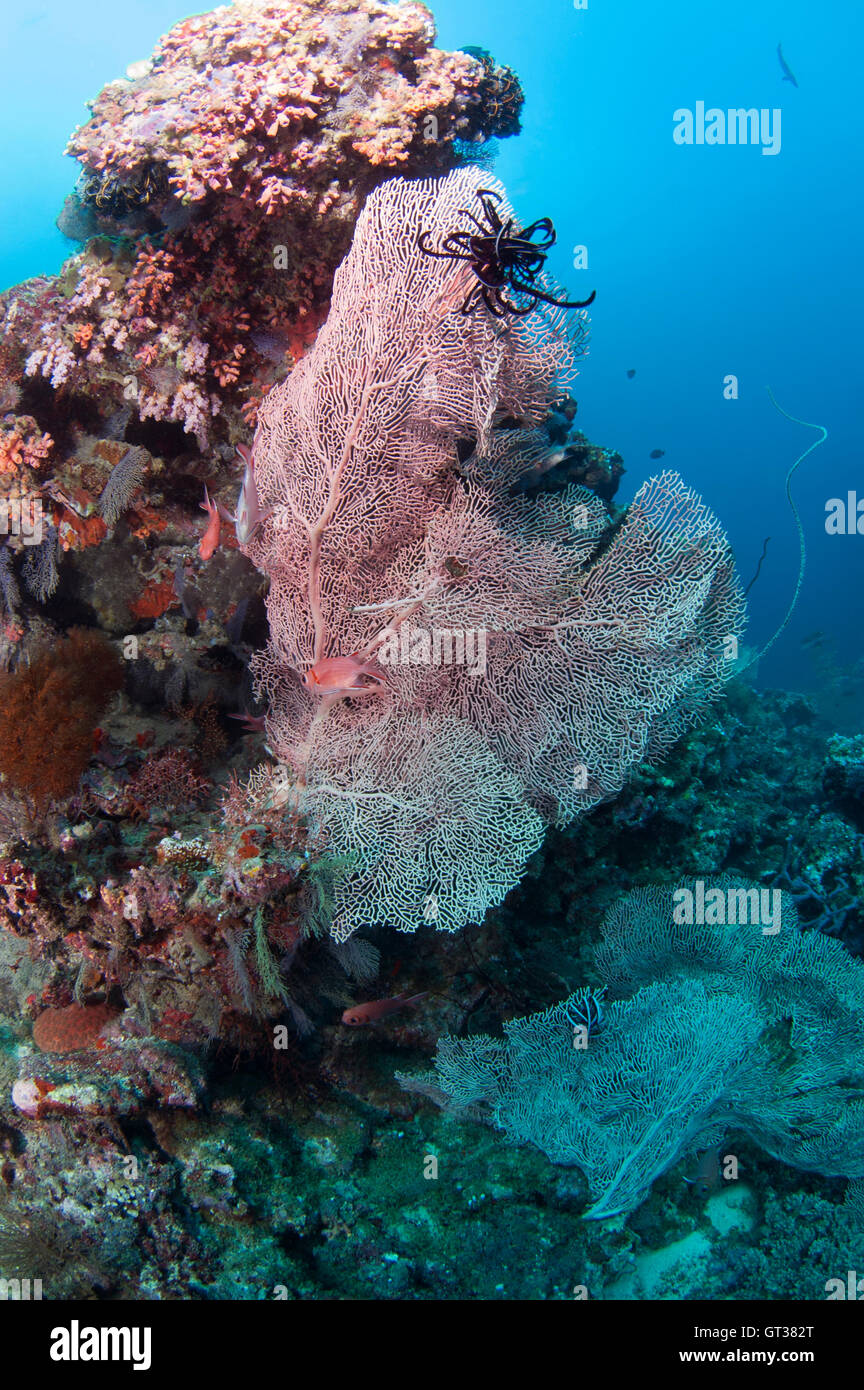 Sea star growing on gorgonian fan coral Stock Photo