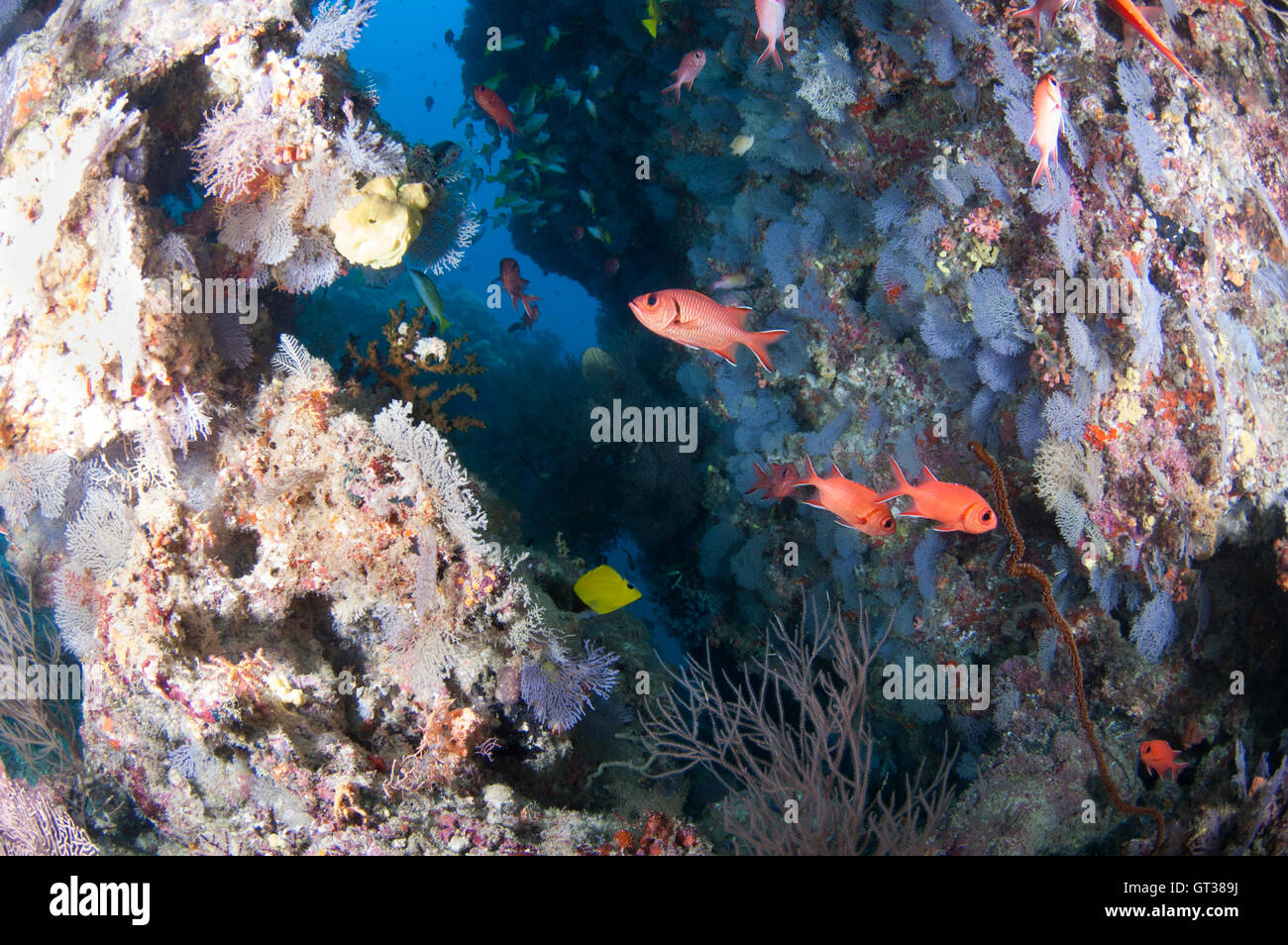 opening in the reef with diverse marine life in kuda rah thila, maldives Stock Photo