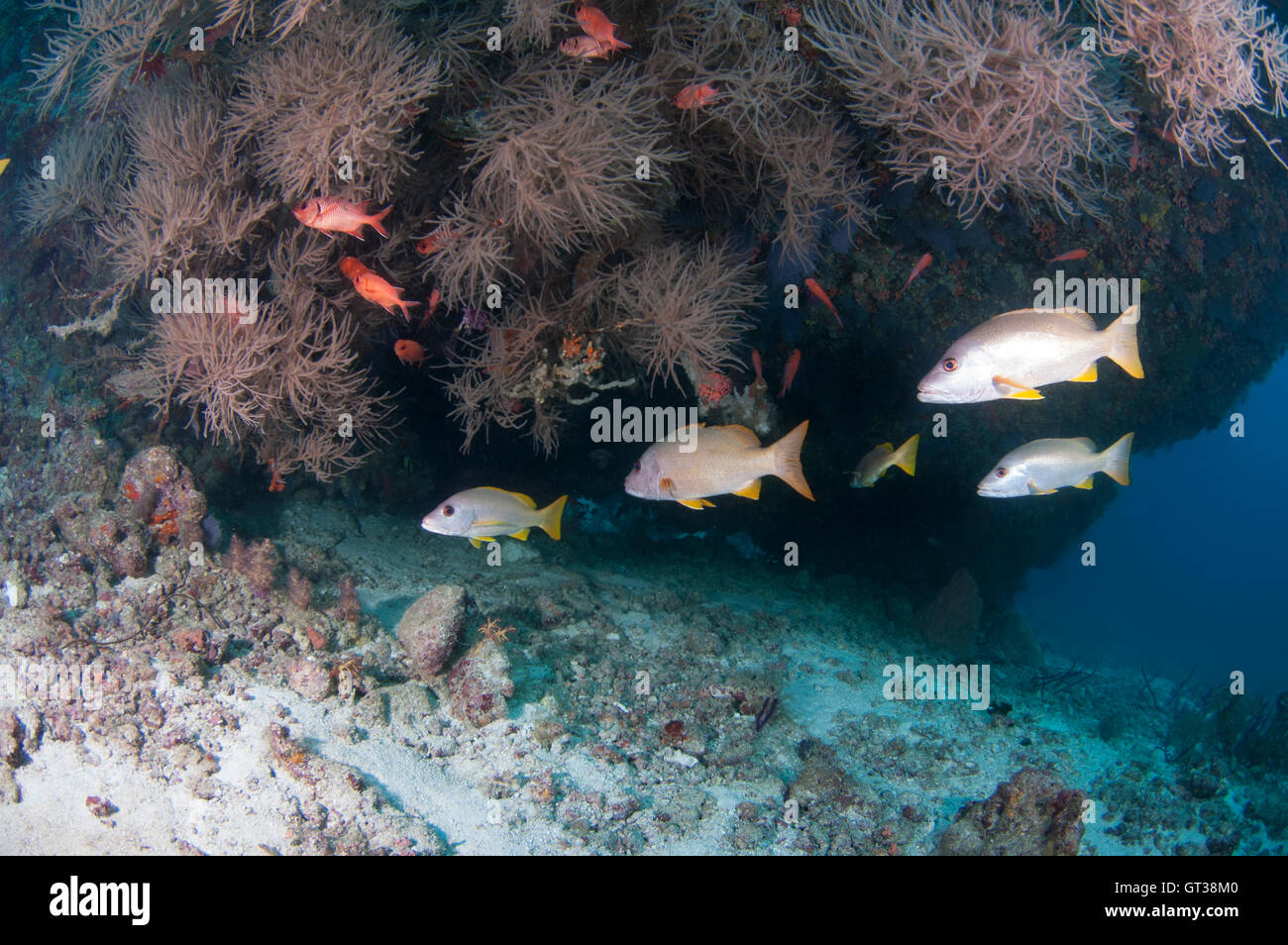 Snappers hanging under an overhang with black corals Stock Photo