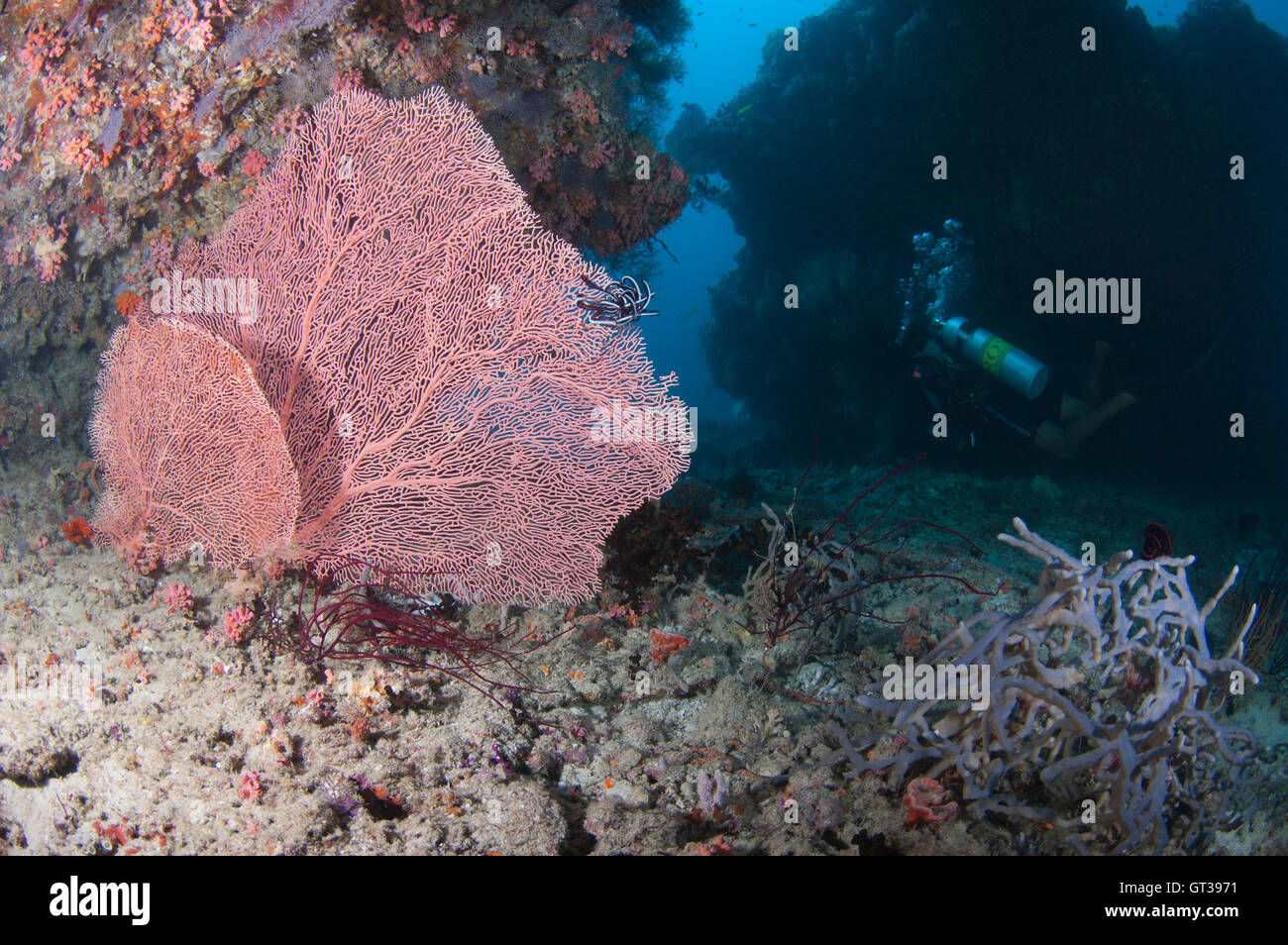 Large gorgonia fan coral on the mouth of an underwater pass in Kuda Rah Thila, Ari Atoll, Maldives Stock Photo