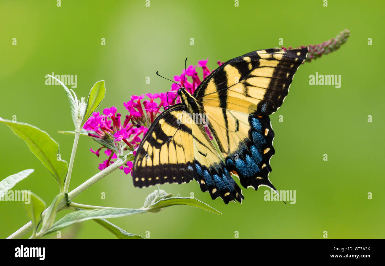 Swallowtail Butterfly on a Butterfly Bush Stock Photo