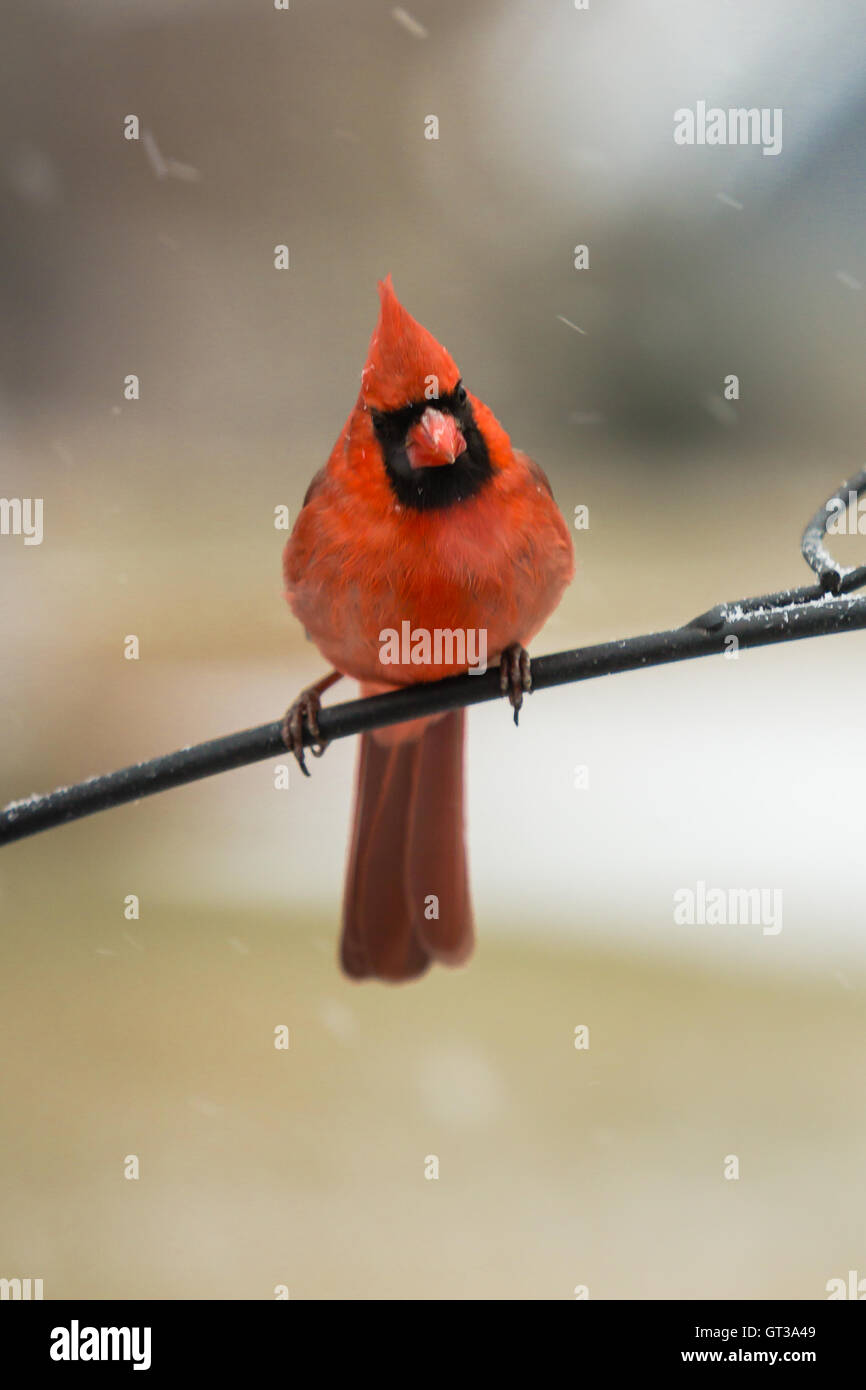 Male Northern Cardinal in snow shower Stock Photo