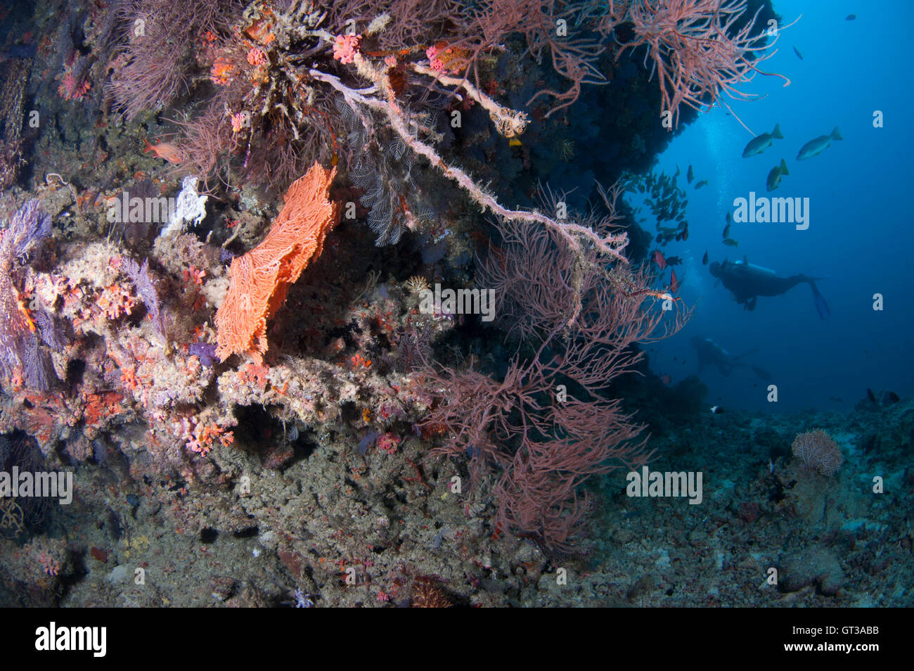 Reef steaming with marine life of diverse nature. Stock Photo