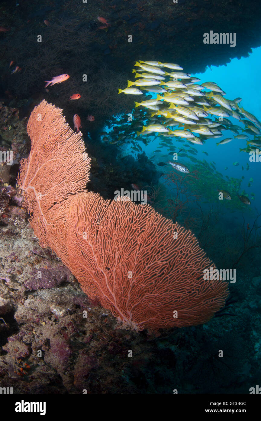Large gorgonian fan coral and school of yellow snappers at Kuda Rah Thila Stock Photo