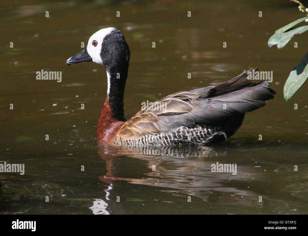 Swimming male South American White-faced whistling duck (Dendrocygna viduata), seen in profile Stock Photo