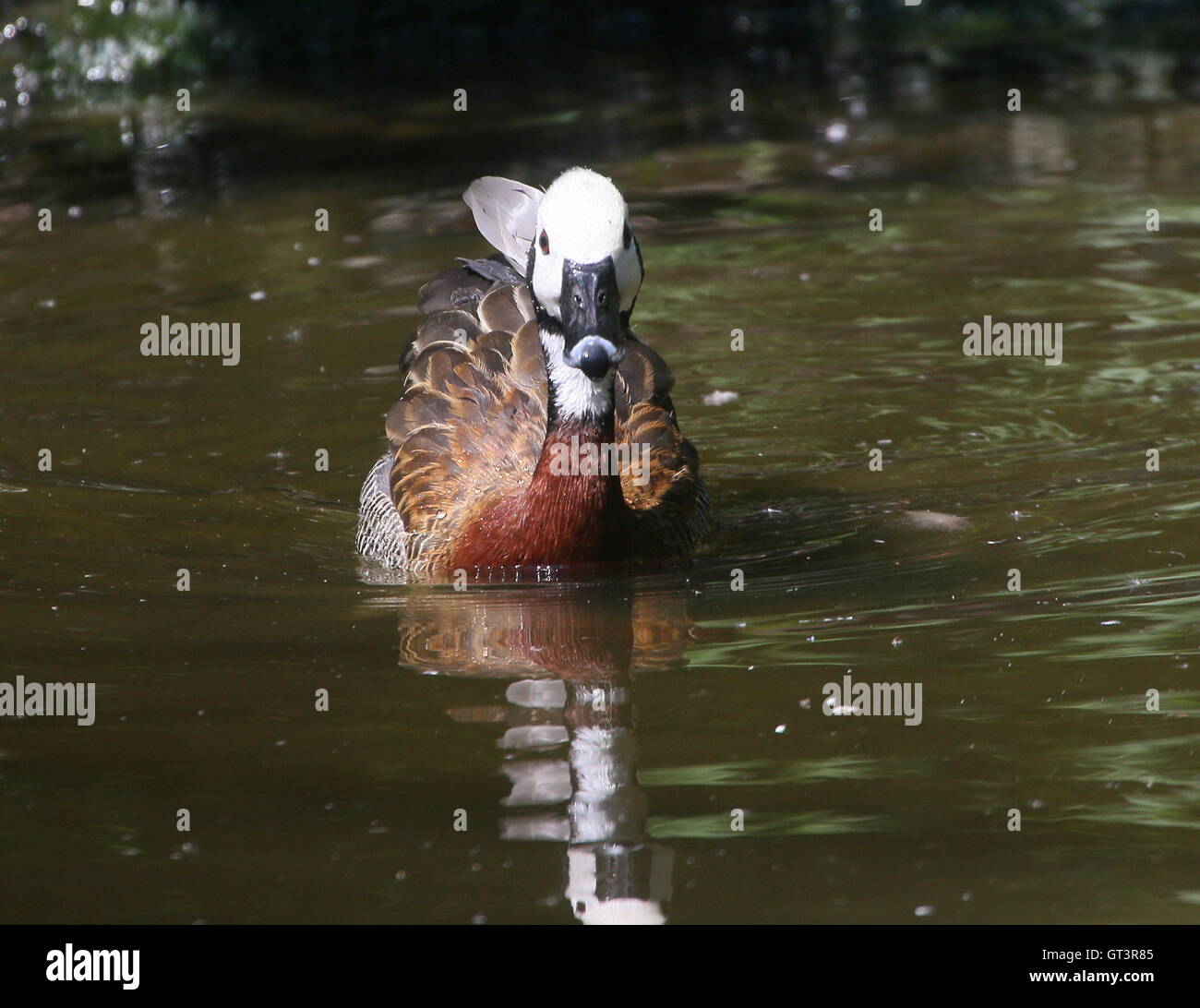 Swimming White-faced whistling duck (Dendrocygna viduata) - native to Subsaharan Africa & South America Stock Photo