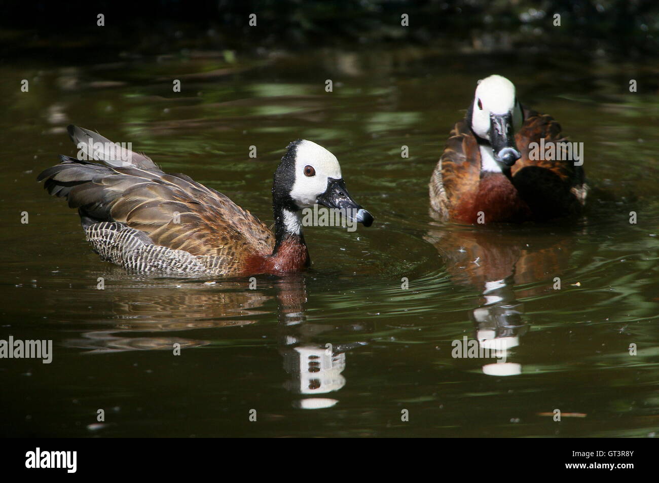 Pair of swimming tropical White-faced whistling ducks (Dendrocygna viduata) Stock Photo