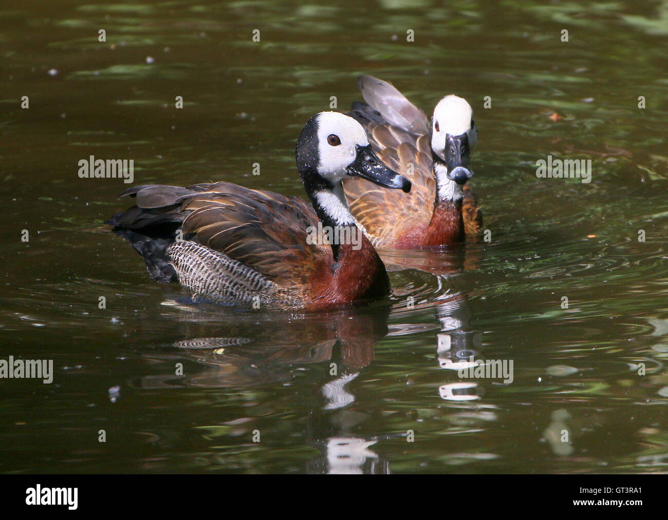 Pair of swimming tropical White-faced whistling ducks (Dendrocygna viduata) - native to Subsaharan Africa & South America Stock Photo