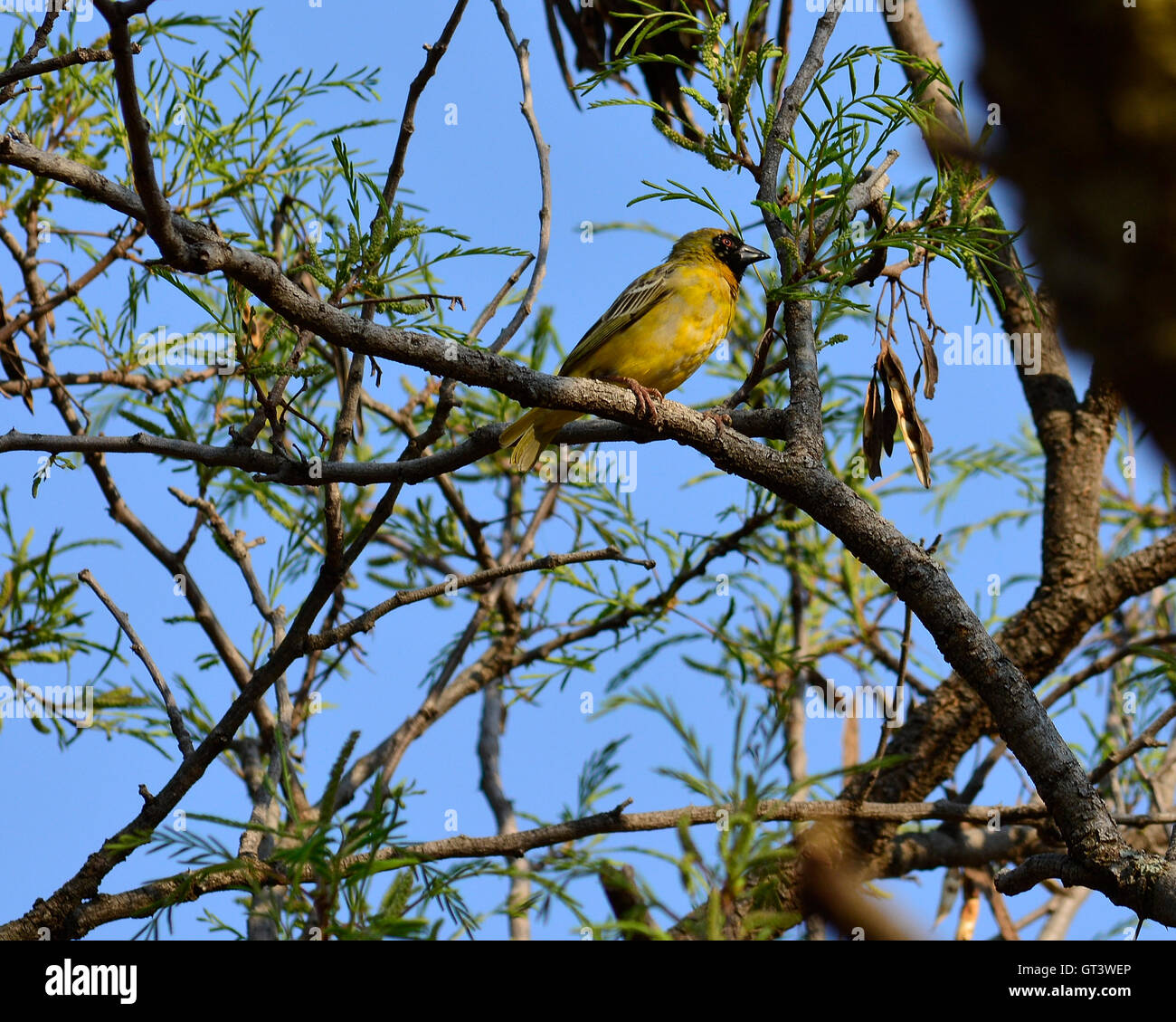 Southern masked weaver (Ploceus velatus). Black faced yellow weaver bird with red eyes against blue sky. Stock Photo