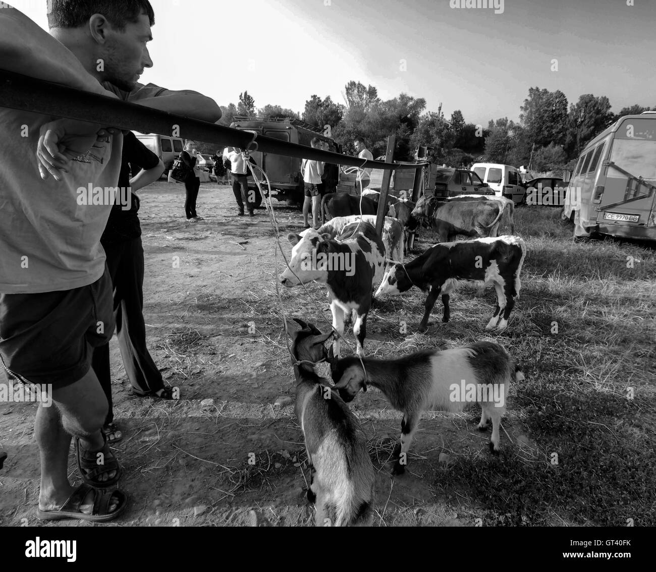 Young man leans on a fence and looking at selling their goats and calves on domestic animals market in the town of Kosov, Ivano- Stock Photo