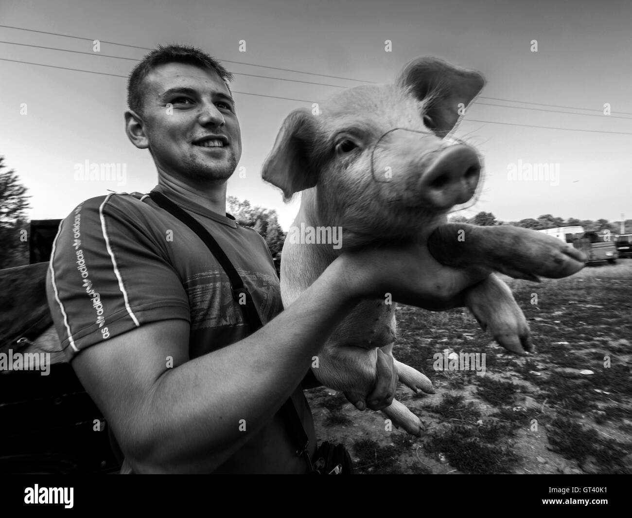 Young man shows a pig to buyers on domestic animals market in the town of Kosov, Ivano-Frankivsk Oblast, Ukraine Stock Photo