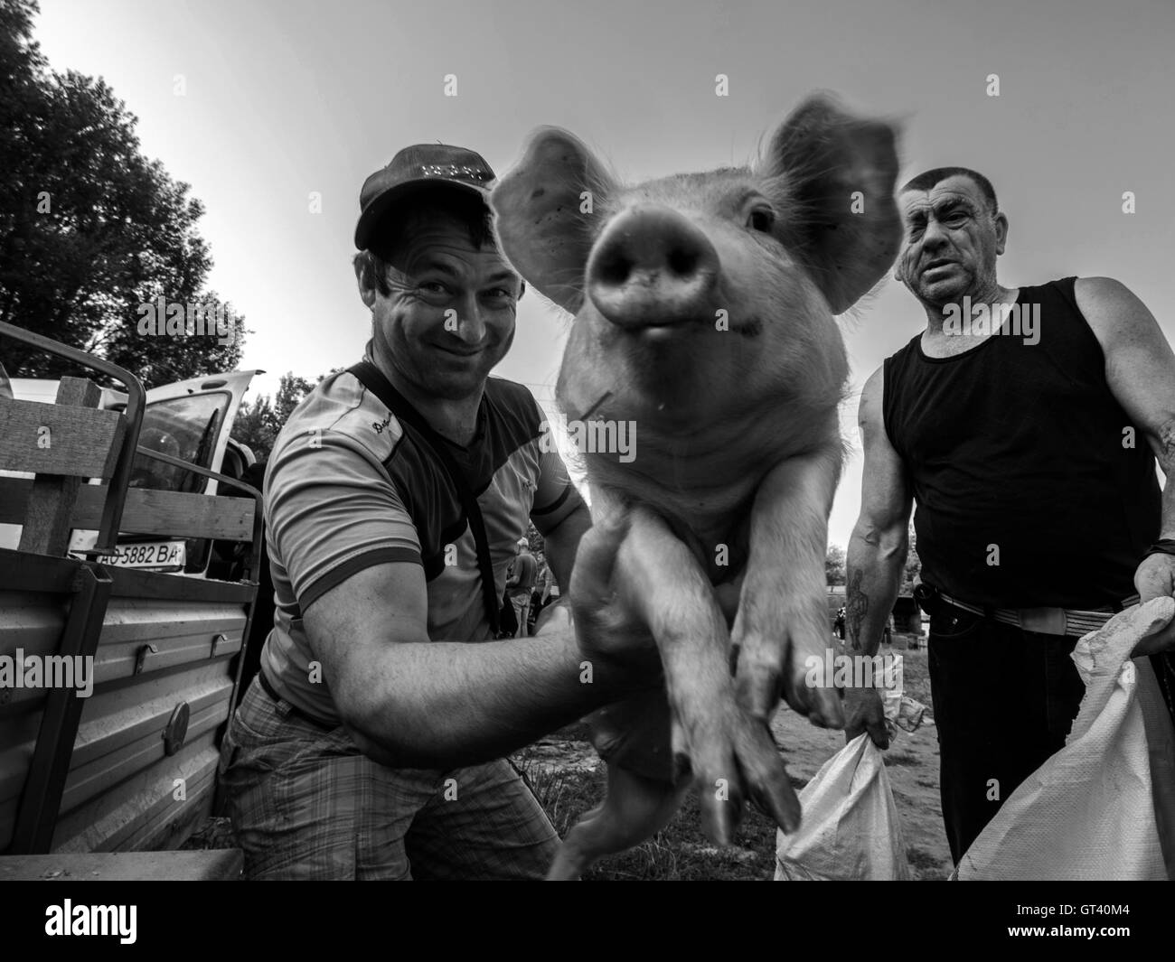 Man sells piglet, the buyer puts pig in a sack on domestic animals market in the town of Kosov, Ivano-Frankivsk Oblast, Ukraine Stock Photo