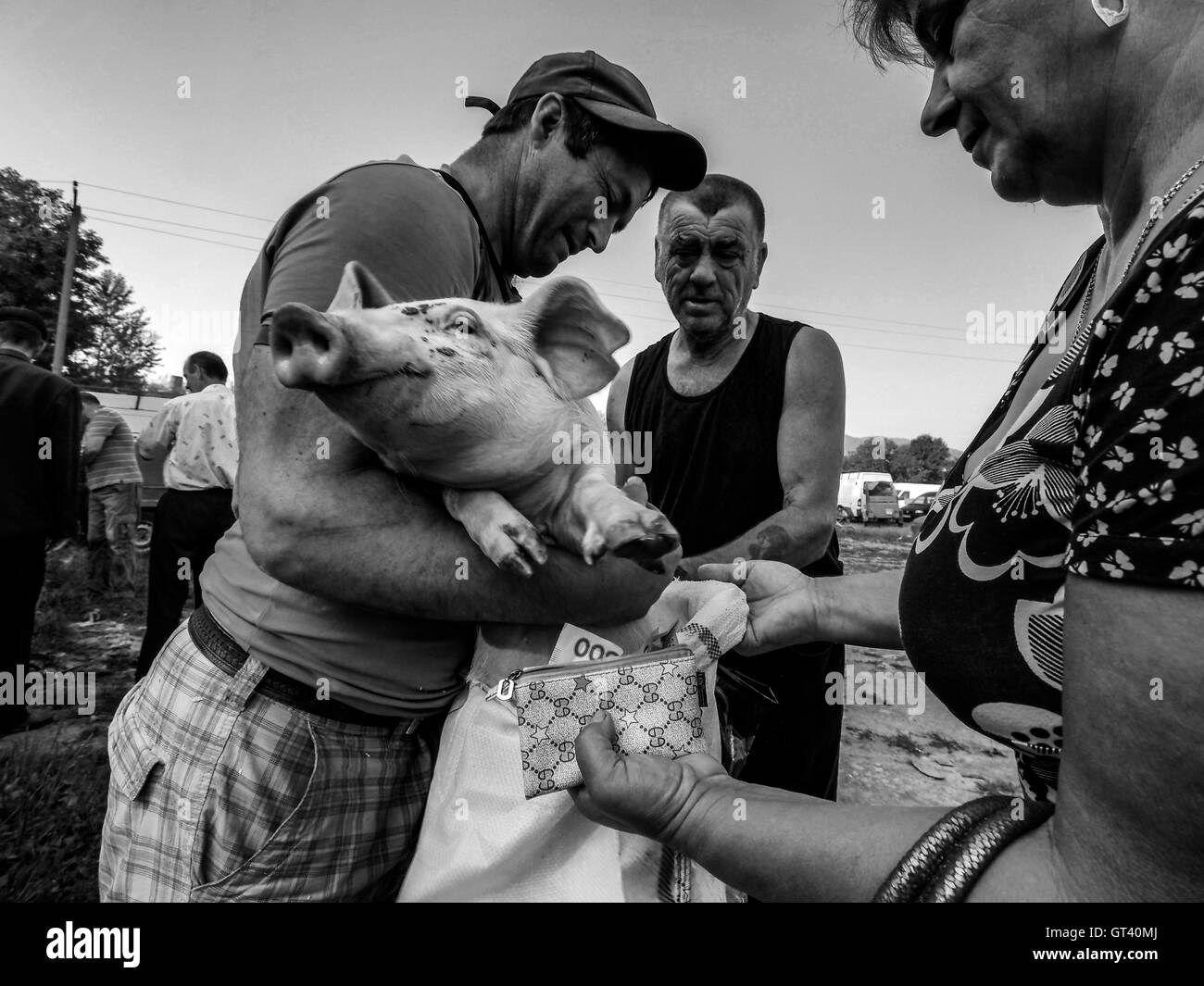 Man sells piglet, the buyer puts pig in a sack on domestic animals market in the town of Kosov, Ivano-Frankivsk Oblast, Ukraine Stock Photo