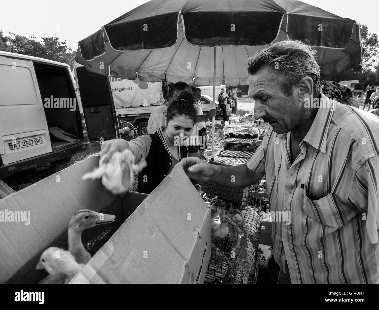 Middle-aged man with a mustache packed in cardboard box bought ducklings on domestic animals market in the town of Kosov, Ivano- Stock Photo