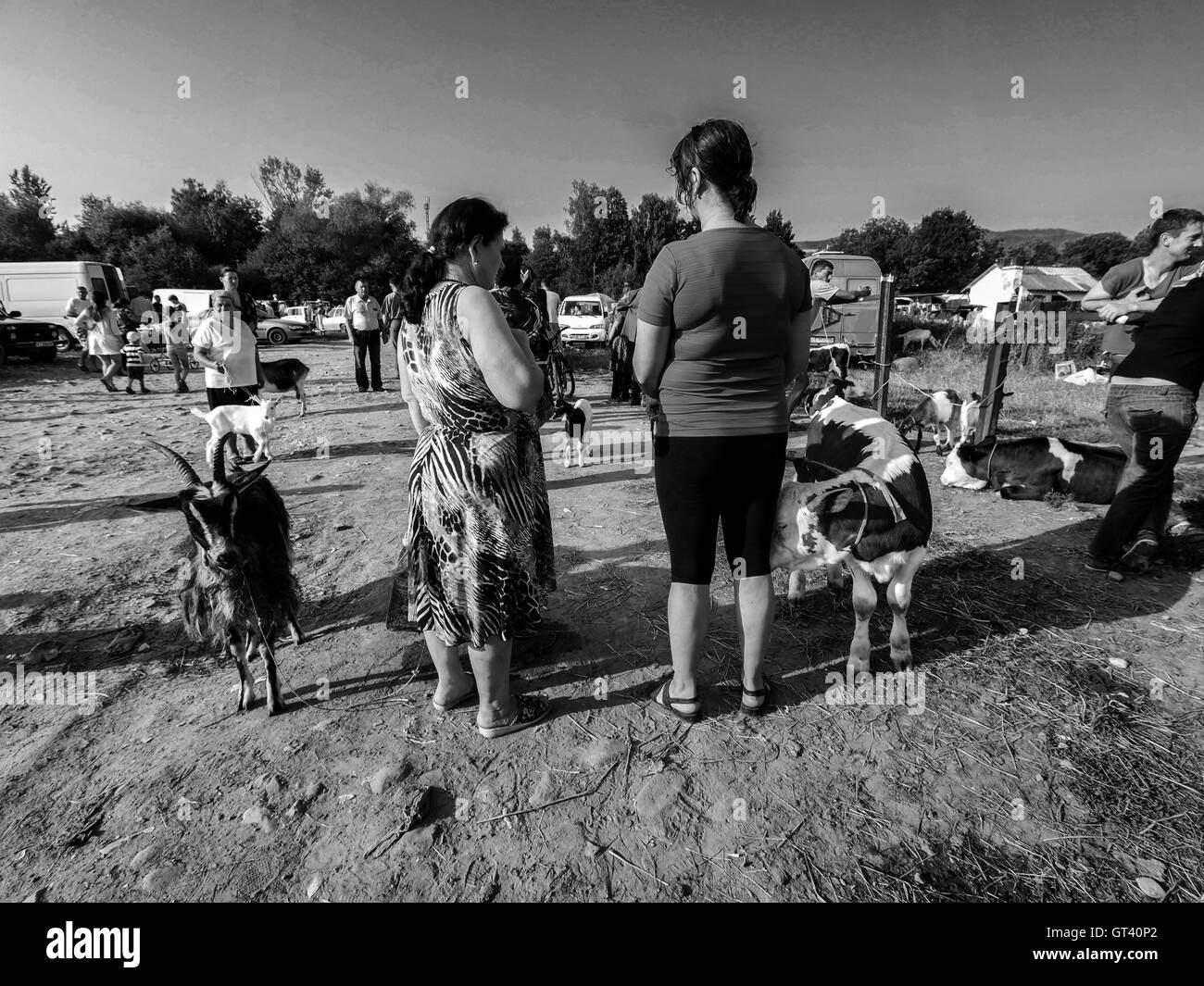 Two women talking and kept on leashes goat and calf on domestic animals market in the town of Kosov, Ivano-Frankivsk Oblast, Ukr Stock Photo