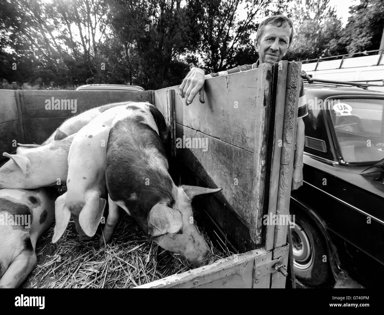 Man standing near the trailer, which he had brought to sell pigs on domestic animals market in the town of Kosov, Ivano-Frankivs Stock Photo