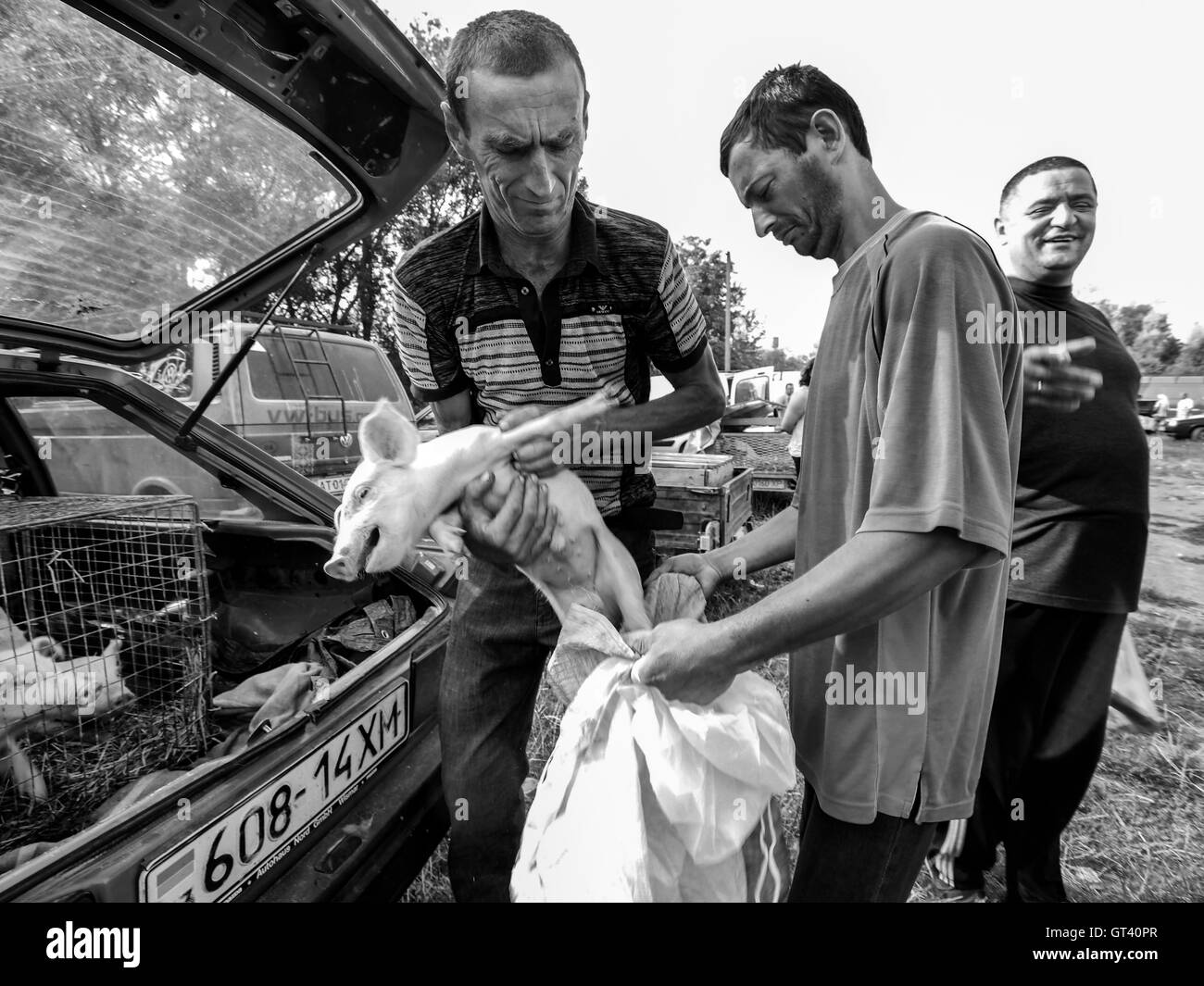 Seller puts into the bag that holds a man bought them pig on domestic animals market in the town of Kosov, Ivano-Frankivsk Oblas Stock Photo