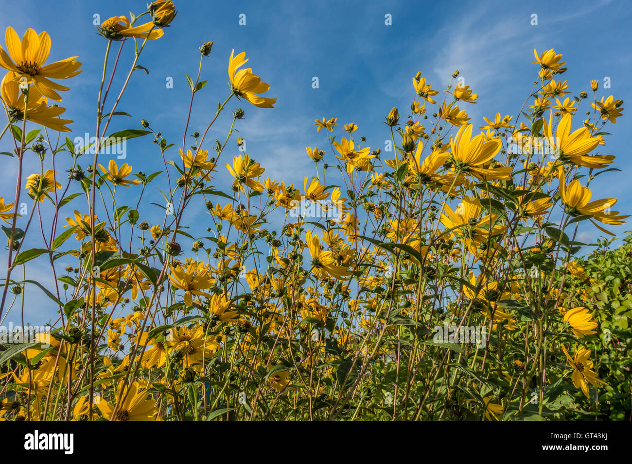 Sunflowers against Deep Blue Sky Stock Photo