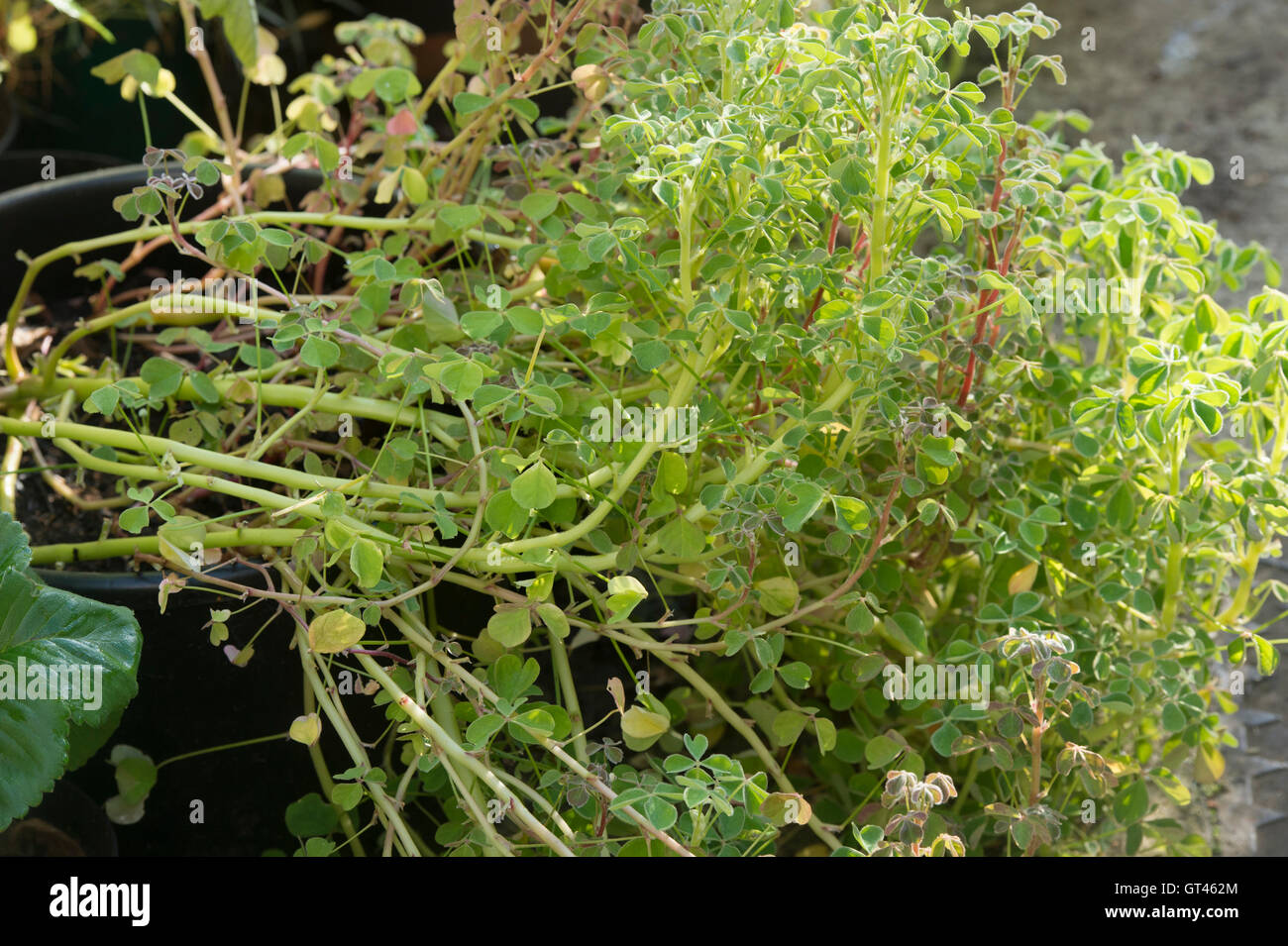 Oxalis tuberosa. Oca plant growing in a plant pot. UK Stock Photo
