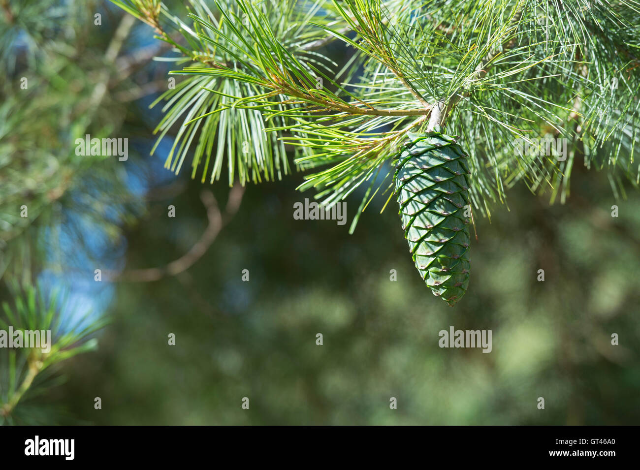 Pinus Armandii. Chinese White Pine cones Stock Photo