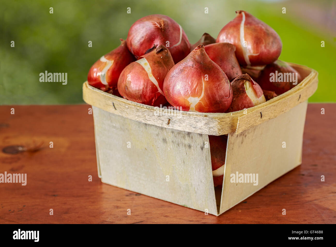 Basket of tulip bulbs for fall planting Stock Photo Alamy