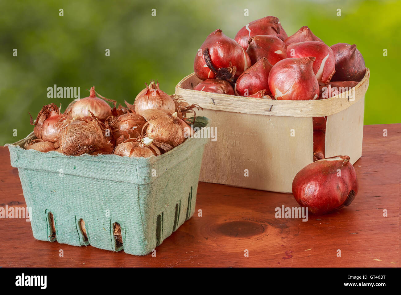Tulip and hyacinth bulbs hires stock photography and images Alamy