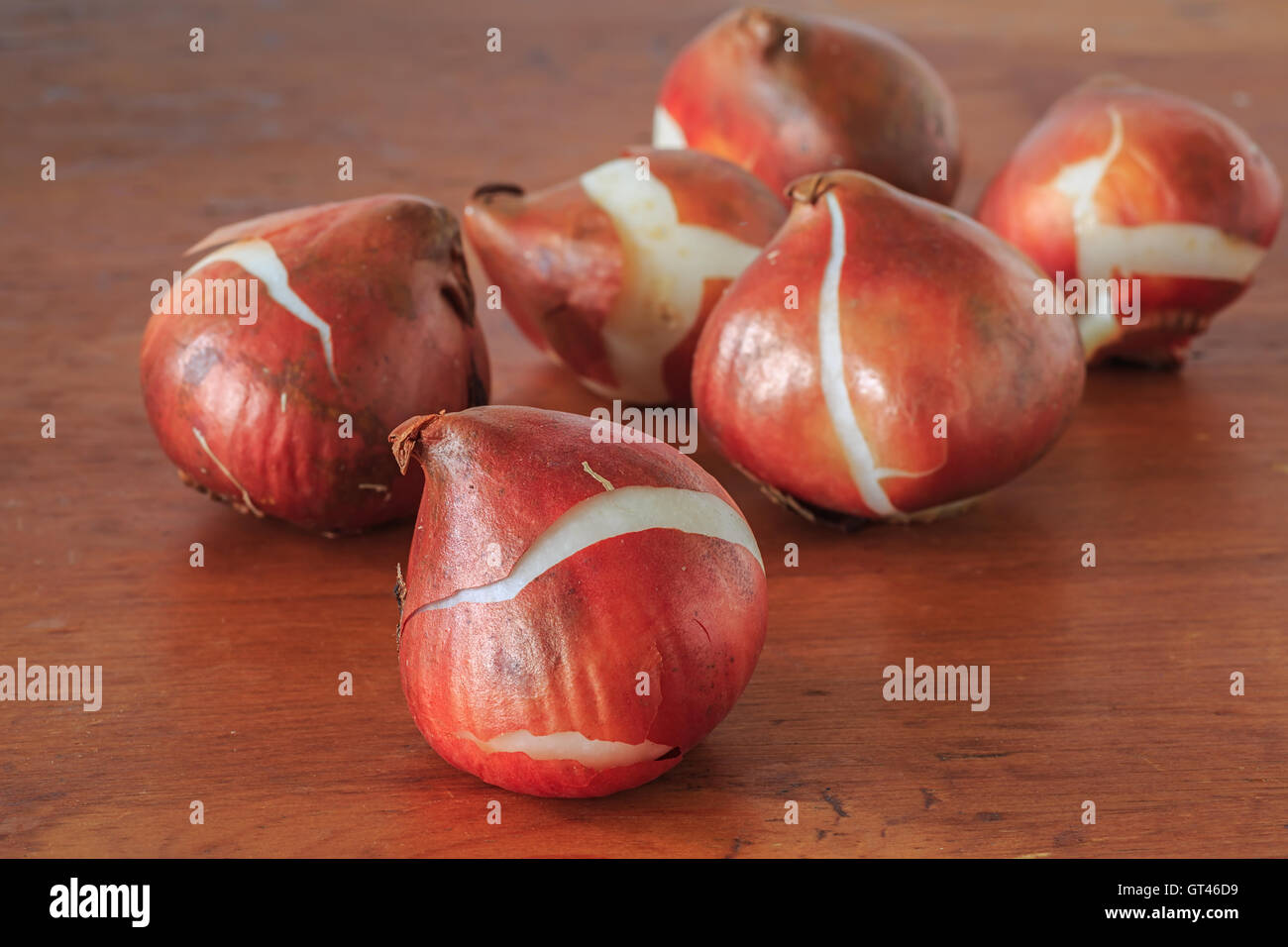 Tulip bulbs for fall planting Stock Photo Alamy