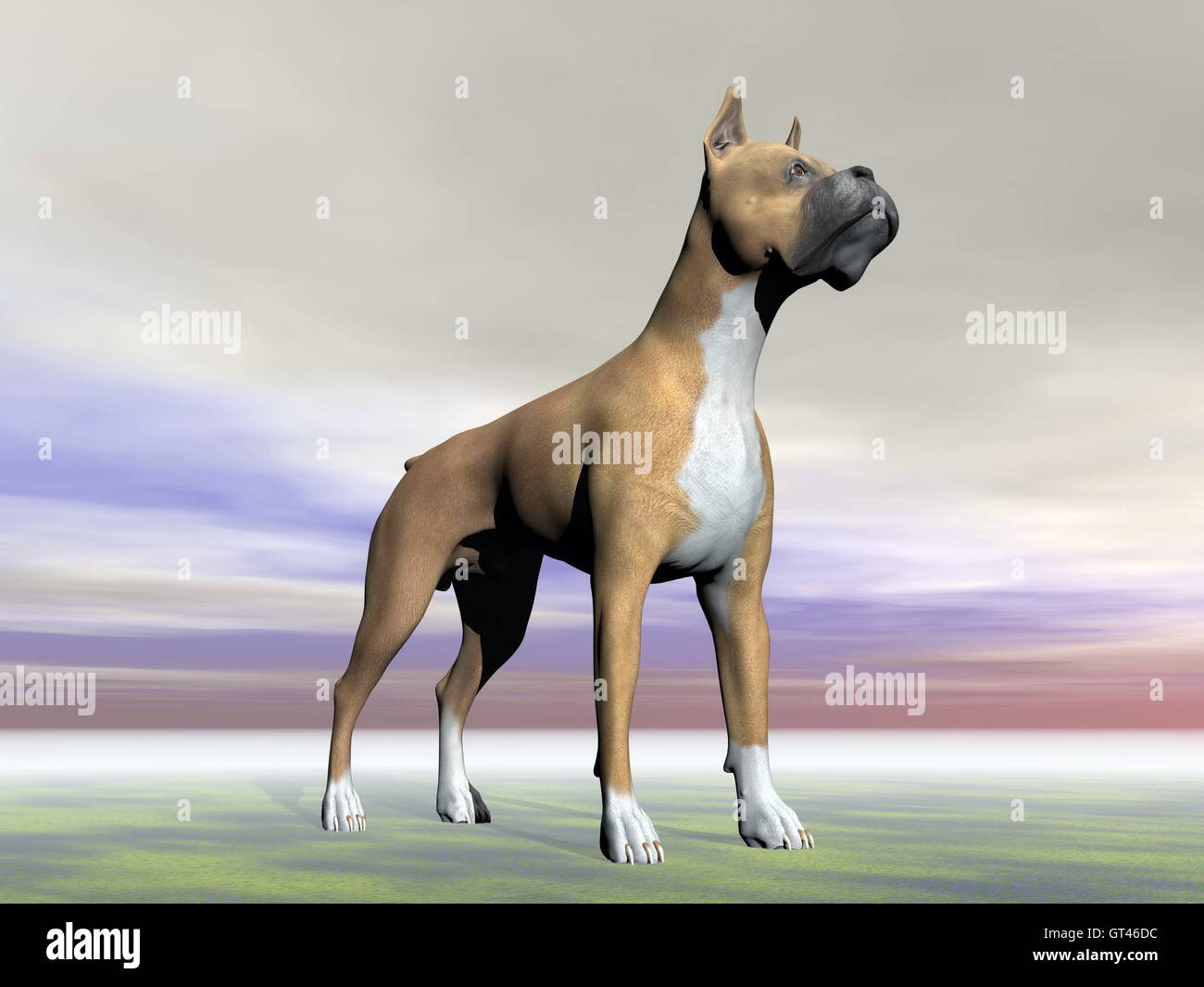 German boxer dog - 3D render Stock Photo