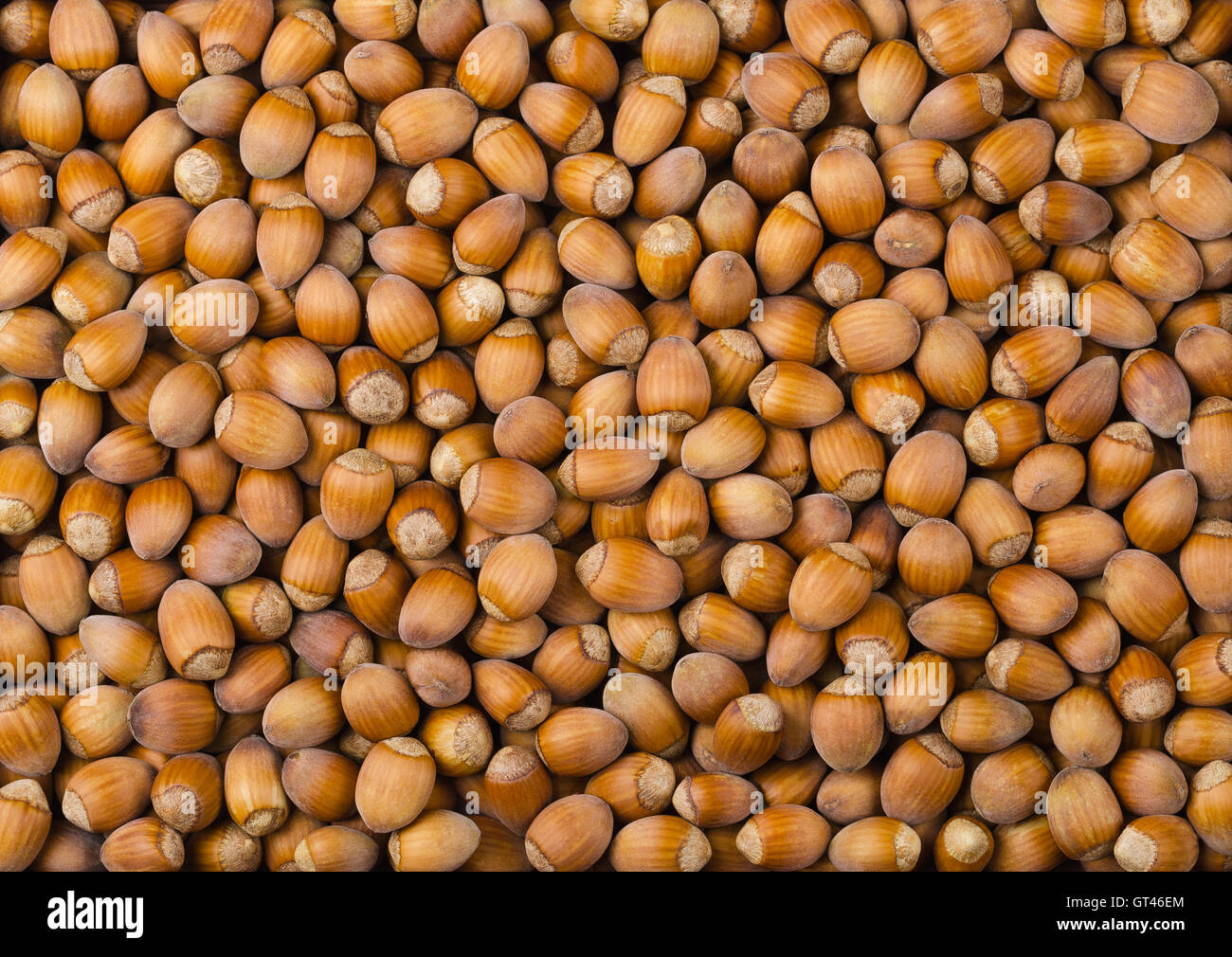Pile of common hazelnuts. Unshelled ripe seeds uf Corylus avellana