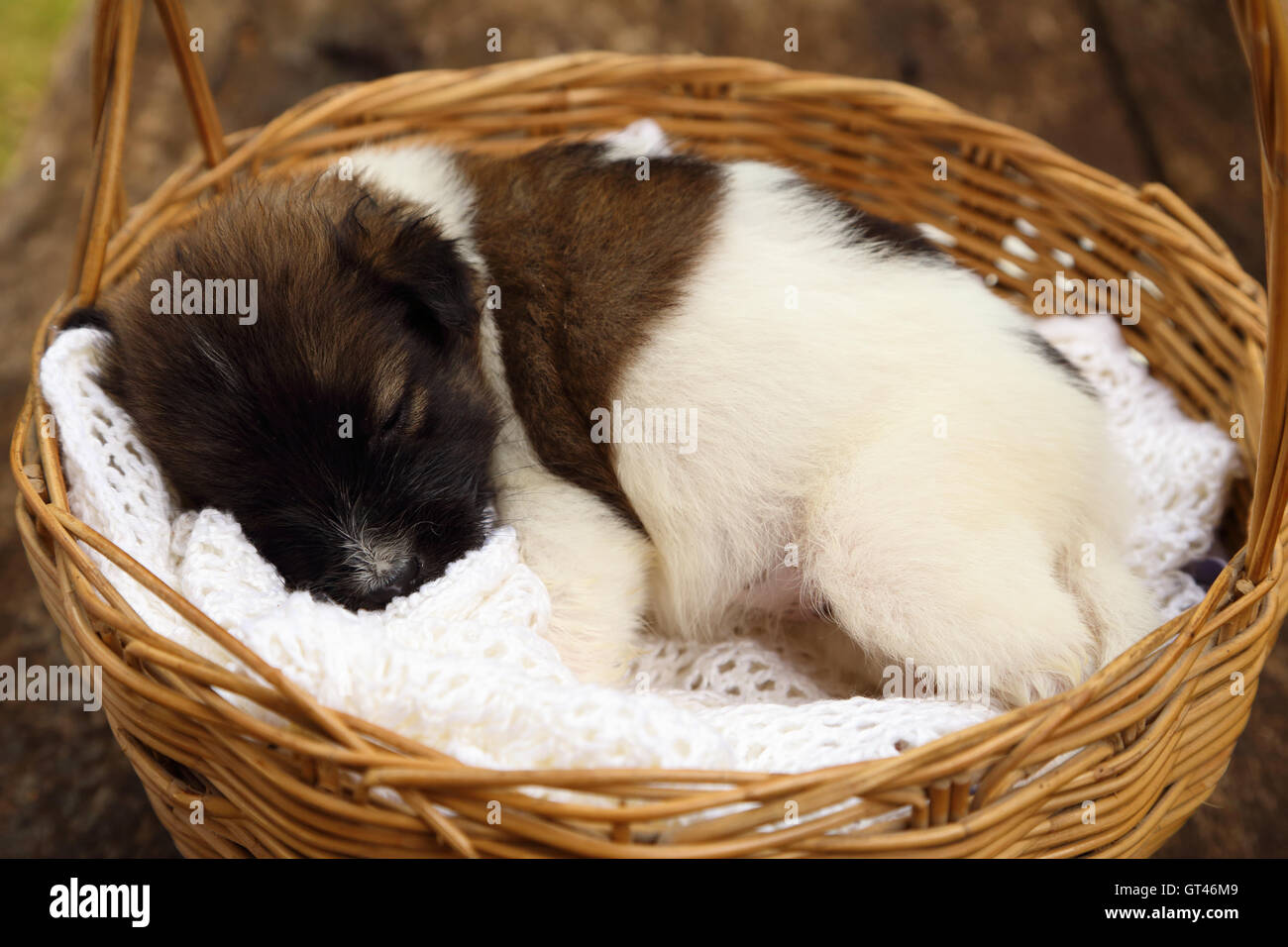 little puppy sleeping in basket Stock Photo - Alamy