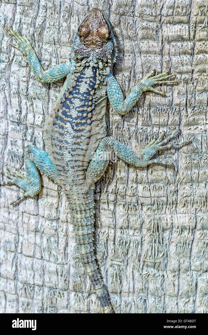 Lizard On A Tree Trunk  Coral Bay Cyprus Stock Photo