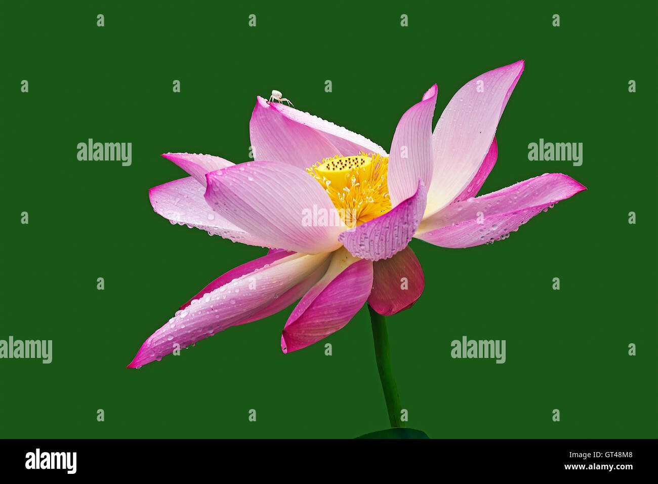 Lotus Stock Photo