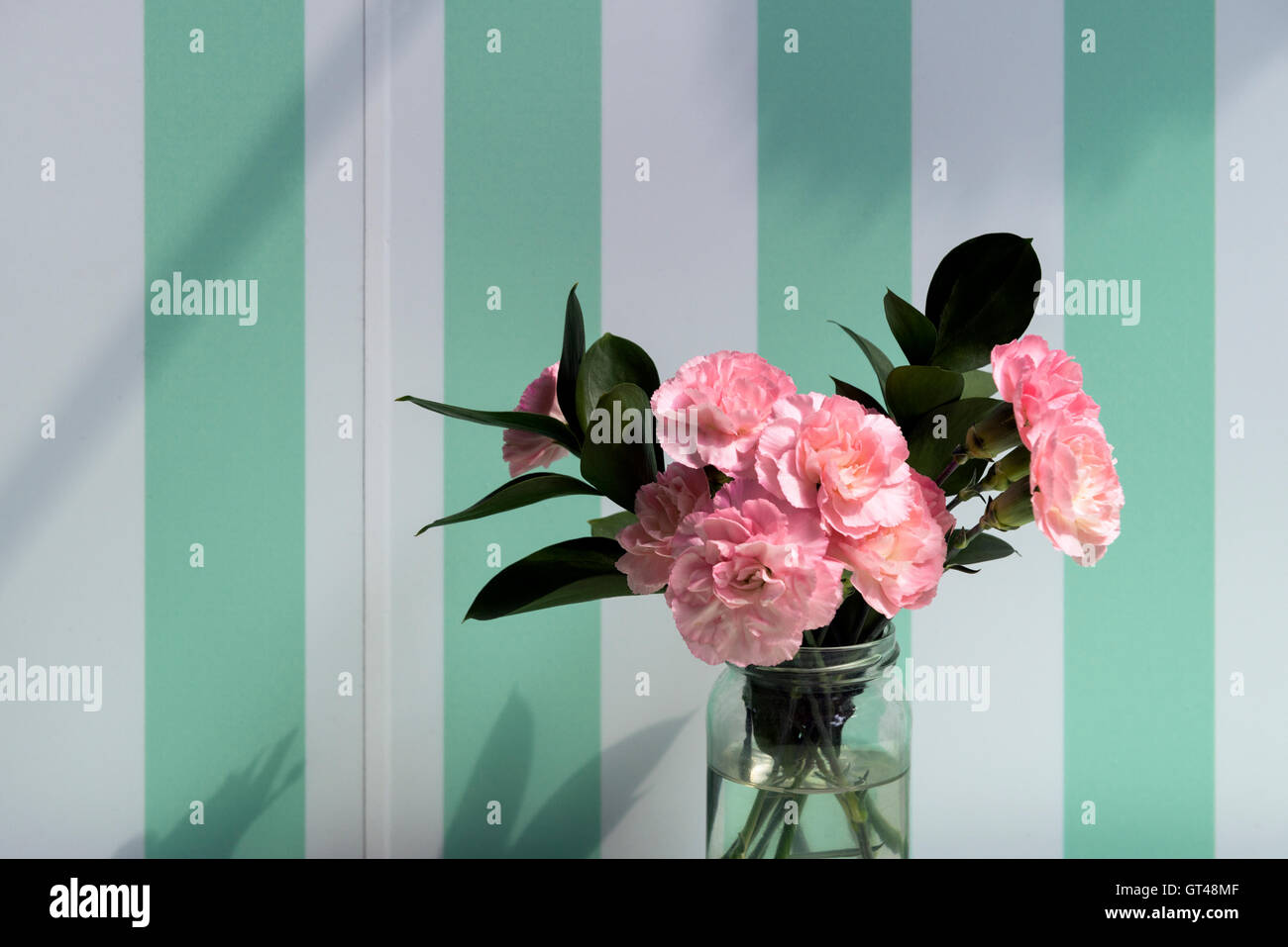 Pink carnations Stock Photo